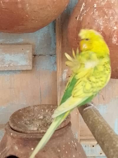Hogoromo male for sale