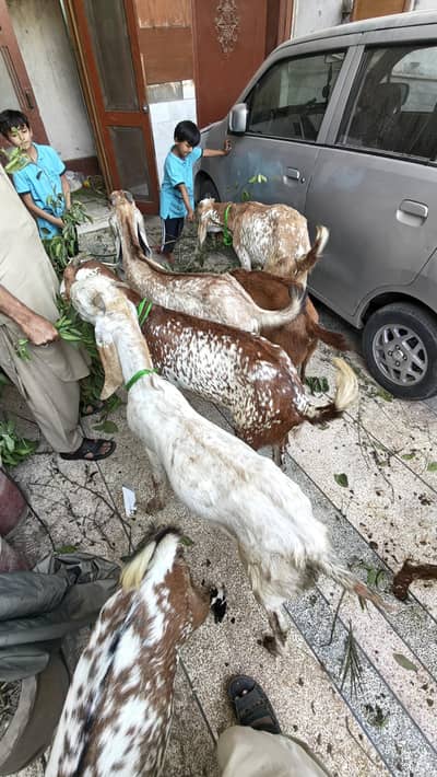 Bakry for qurbani 2026