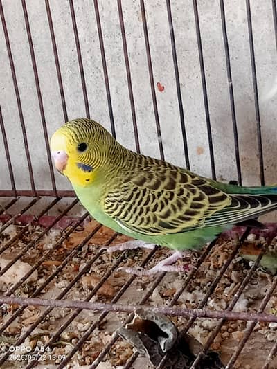 Budgies per 500 pice
