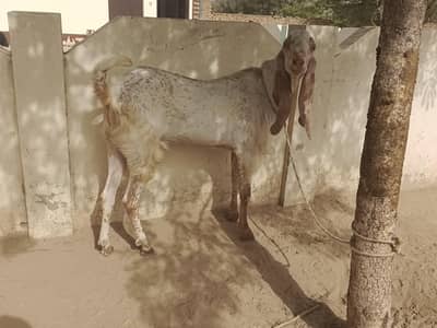 Qurbani Waly heavy weight Bakery