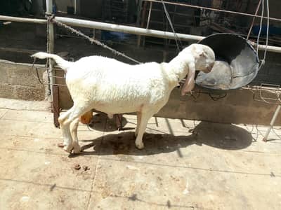 Dumba for sale