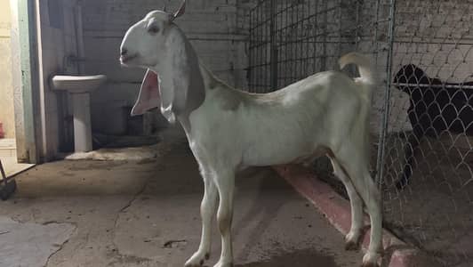 Home Bred Qurbani Bakras for Sale