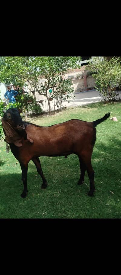 Goat Pure Nagra beautiful spot leas