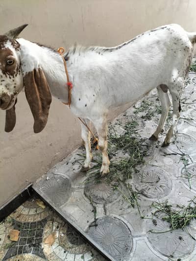 Goat for Qurbani for sale