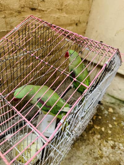 Raw parrots male