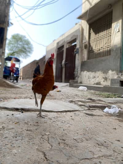 03025298170 what app eggs laying hens 2 1000 ki ik or ik murga 1300