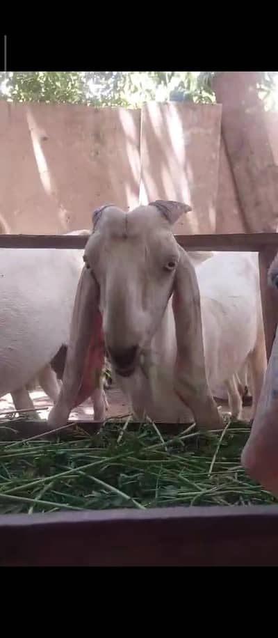 Qurbani Bakre