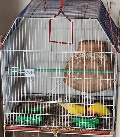 Love Bird Breeding Pair