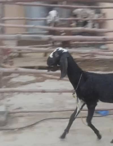 Beetal Bakri For Sale