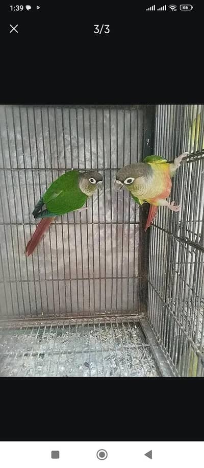 Green check conure split apple conure