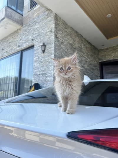 Selling a Male Persian Kitten of 3 months old