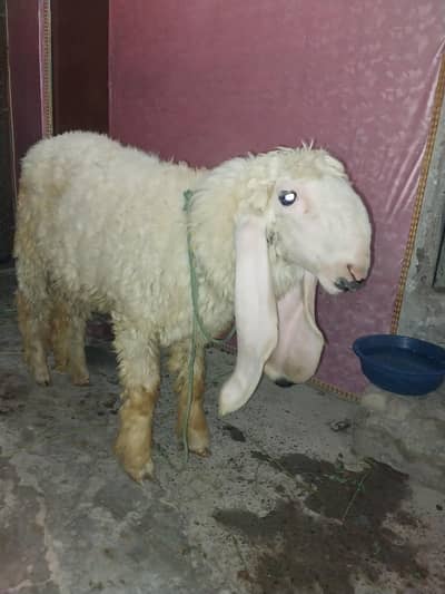 Qurbani Sheep for sale