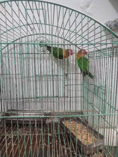LOVE BIRDS PAIR