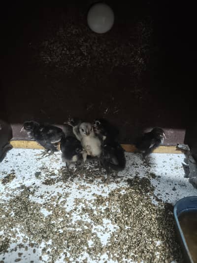 Thai Pakoya chick for sale
