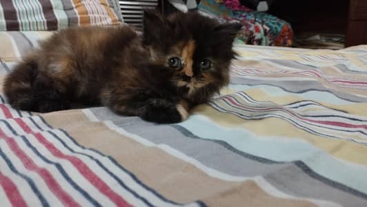 triple coat tortoiseshell Persian kitten