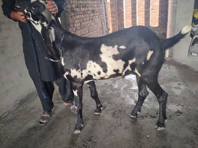 big heighted heavy bakra for sale pure beetl nasal