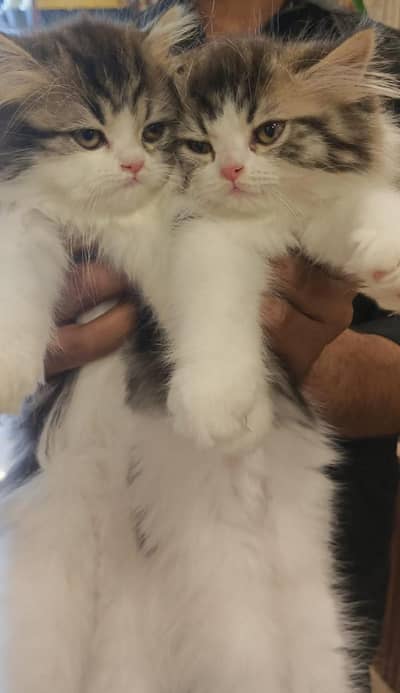 triple coat 2 months kittens
