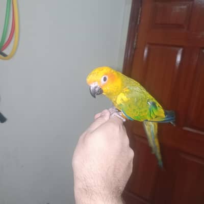 sun conure parrot ,ringneck ,  for sale urgent hand tame