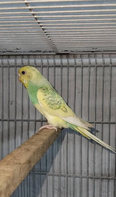 black face budgie rainbow pair 1500
