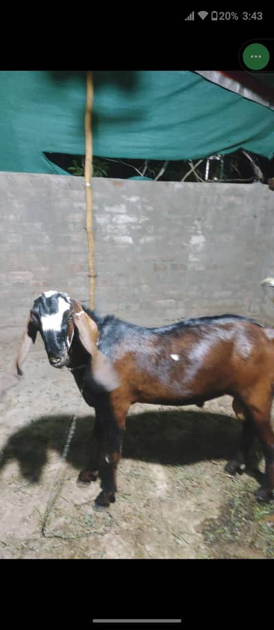 naagra bakra for Eid 2026
