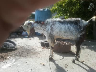 beetal breeder male for sale qurbani k liay