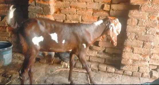 Fresh 2 dant bettle Bakra qurbani for sale 2026