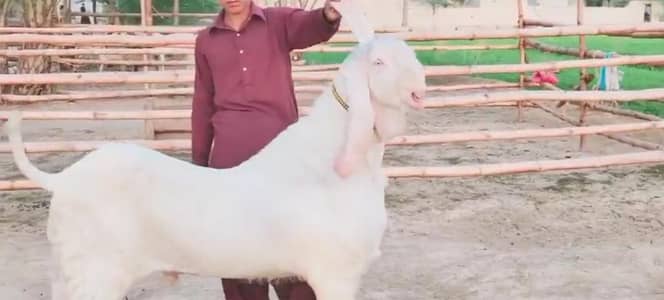 Qurbani lagne wala Rajanpuri Gulabi Bakra for sale/-03134947622