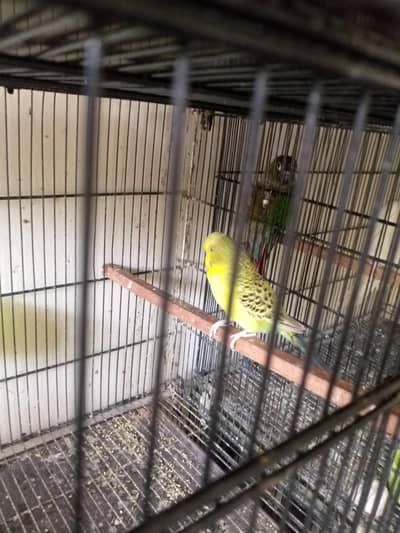 budgies pathe are available