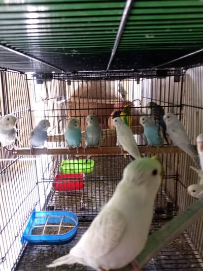 budgies patheor cocktail are available