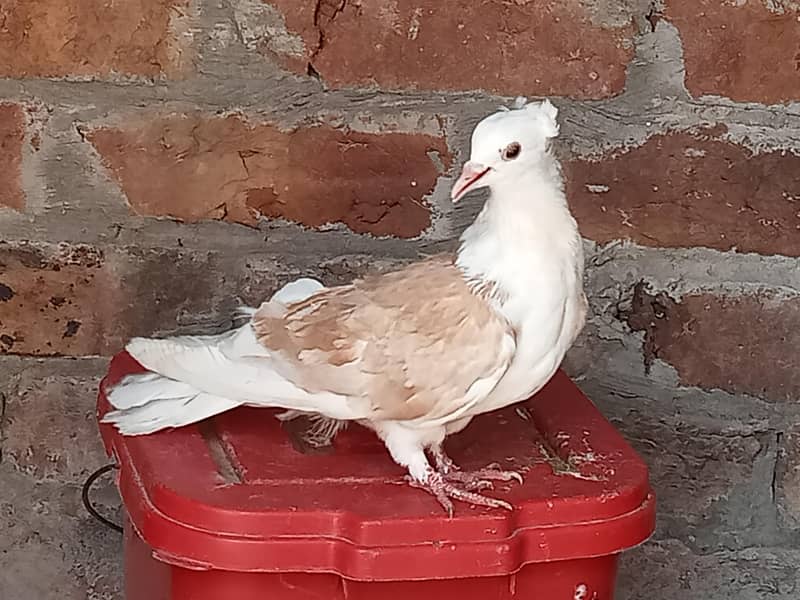 غبارہ وائٹ سنگل فی میل اور شیرازی میل ہے 8