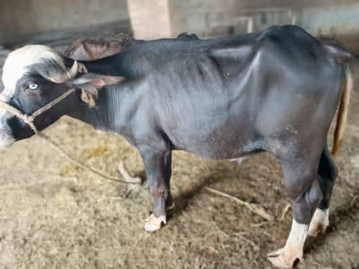 Qurbani k liye 2 janwar live weight 7 munn