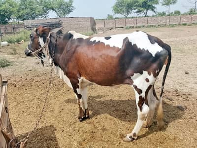 Qurbani k liye 2 janwar live weight 7 munn