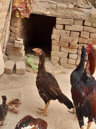 top quality hen ready to breed khalio wali leg