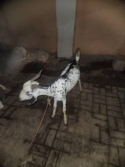 2 teeth bakra
