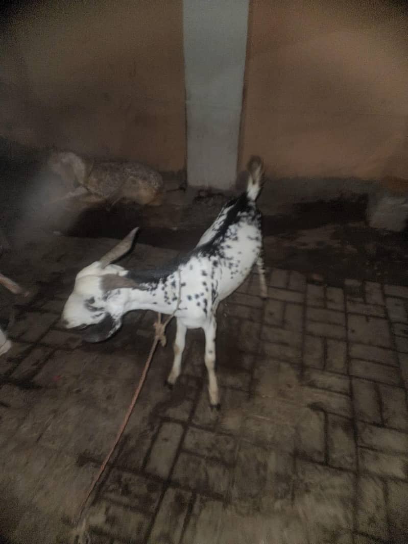 2 teeth bakra 0