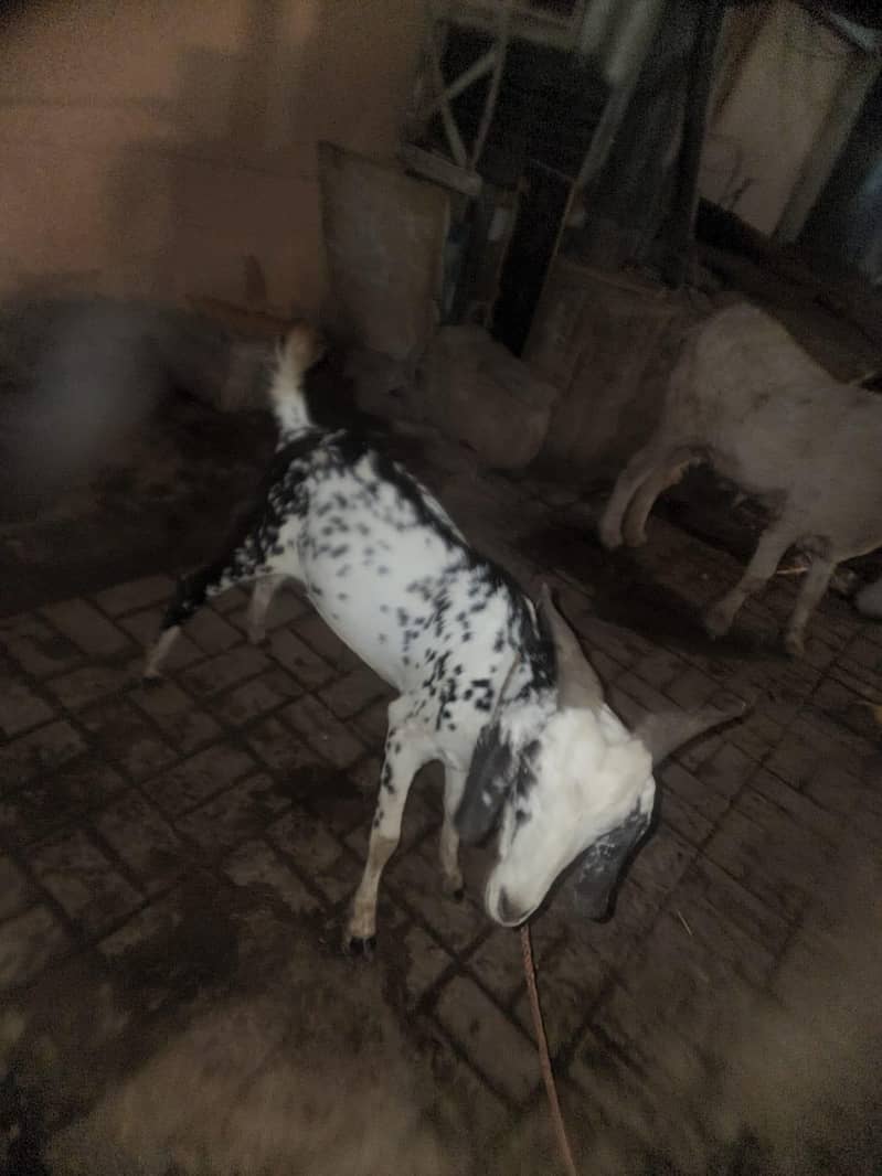 2 teeth bakra 1