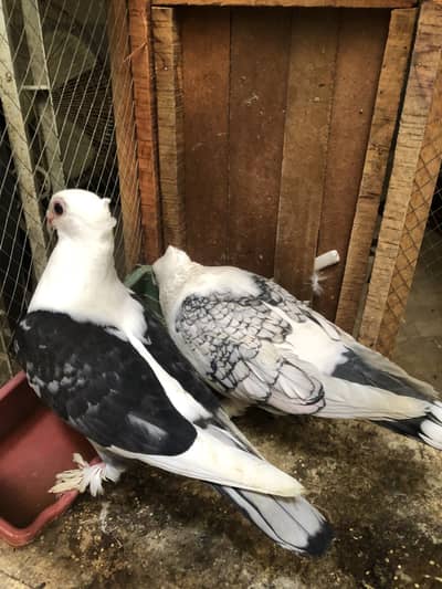 Satinet breeder pair available