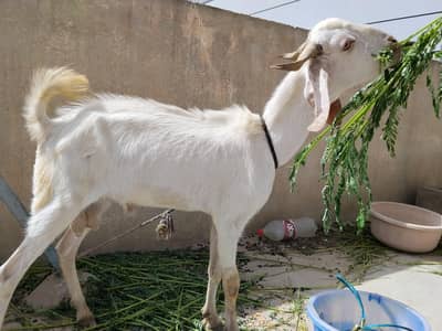 2 Daant bkra for sale