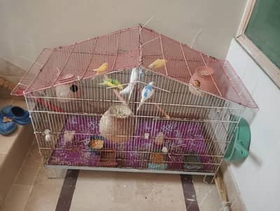 Budgies 4 Paird with 2Portion Cage Size 3ft*1.5ft
