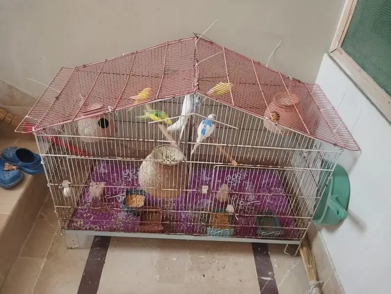 Budgie 8 pcs all adults for sale