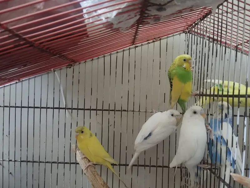 Budgie 8 pcs all adults for sale — photo 3