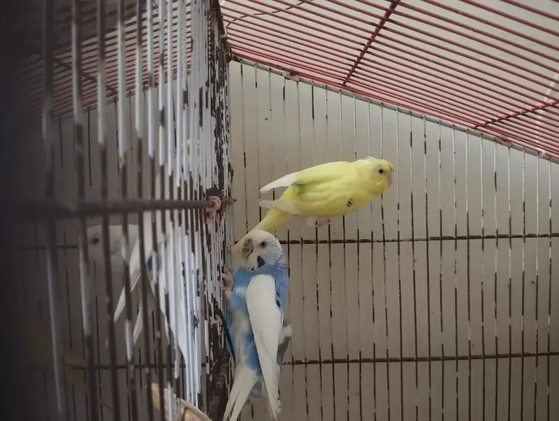 Budgie 8 pcs all adults for sale — photo 4
