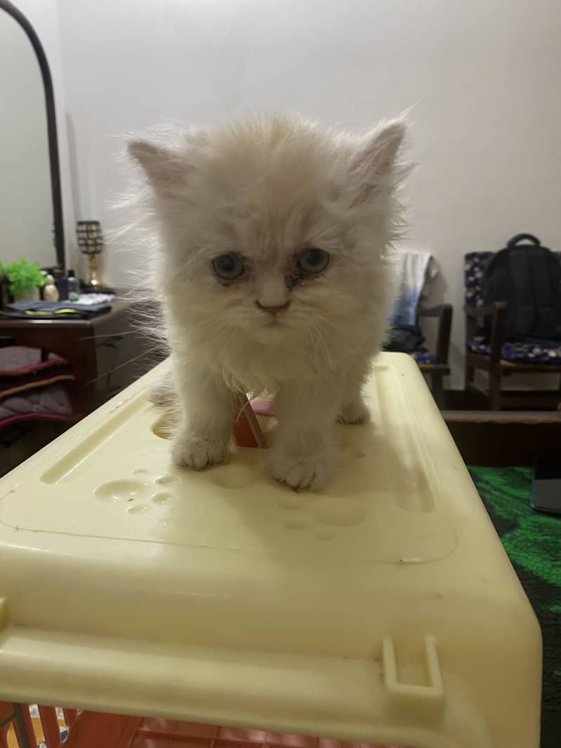 Persain cat 0