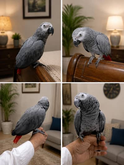African Grey Talking Red Factor Hand Tamed Male