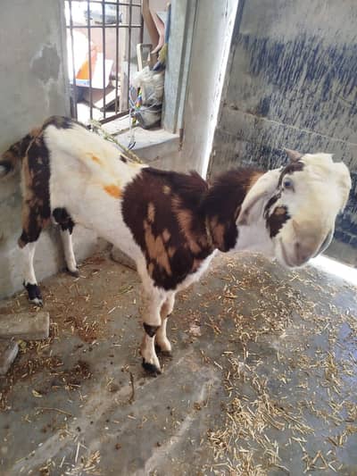 Bakra/Goat do dant for qurbani