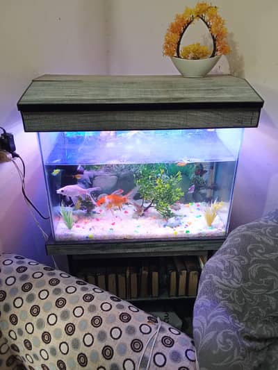 aquarium with filter or heter and fishs for sale only one month use