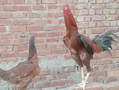 murgi and murga