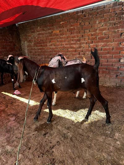 Desi Bakra