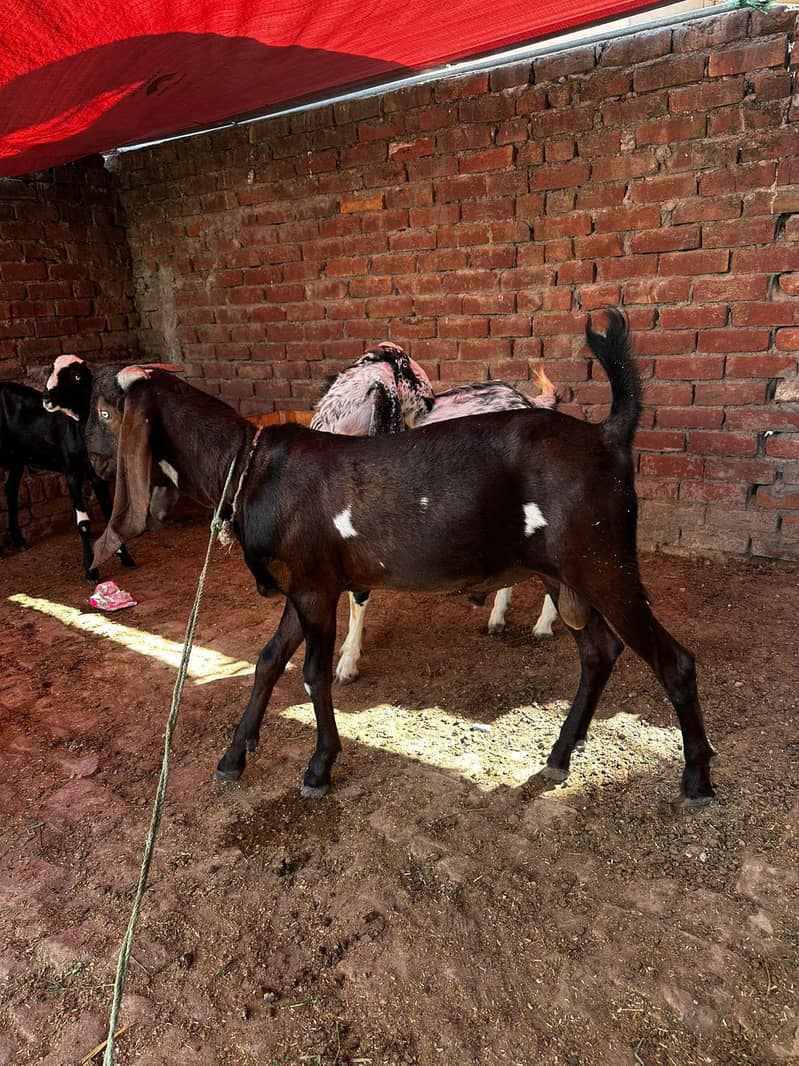 Desi Bakra 0