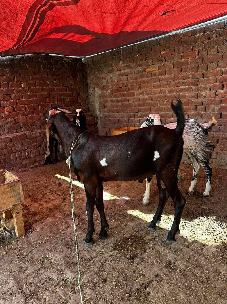 Desi Bakra 1